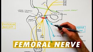 Femoral Nerve branches  Anatomy Tutorial [upl. by Avruch]