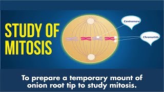 Study of Mitosis  To prepare a temporary mount of onion root tip to study mitosis [upl. by Petrie]