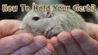 How To Hold A Gerbil [upl. by Gusti643]