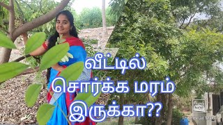 சொர்க்க மரம்  லட்சுமி மரம்  Simarouba tree  சிமரூபா மரம் பயன்கள் [upl. by Hcaz]