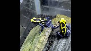 仲良く ヤドクガエル Dendrobates tinctorius Azureus  POISON DART FROG shorts shortsvideo shortsfeed [upl. by Niltak532]