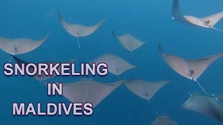 SNORKELING IN MALDIVES 4K [upl. by Aynor310]