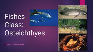 Fishes  Class Osteichthyes  Subclasses Sarcopterygii and Actinopterygii  Lungfishes [upl. by Aicena]