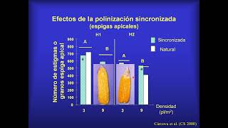 Dinámica de floración y aborto de granos en maiz Ensayo INTA Pergamino 20232024 Parte 2 [upl. by Epolulot]