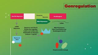 Genregulation und Epigenetik Vorlesung Zellbiologie Teil 11 with english subttiles [upl. by Wendell]