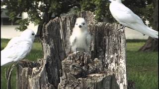 White Tern Midway Island 1999 [upl. by Katrine506]