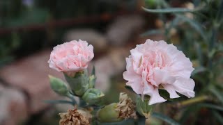 Cómo germinar semillas de Clavel  Dianthus caryophyllus  Craveiro  cuidados basicos [upl. by Ressler]