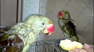 Talking Alexandrine Parrot Enjoying a Refreshing Shower [upl. by Leinoto]