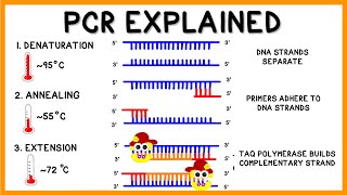 PCR Polymerase Chain Reaction Explained [upl. by Rico735]