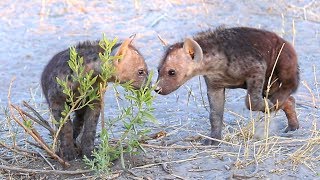 Cute Hyena Cubs Playing Together HD [upl. by Lindberg]