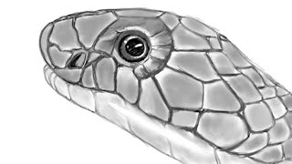 How To Draw Snake head scales [upl. by Atteinotna91]