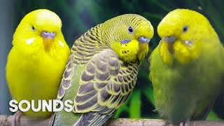 Budgies singing in Pet Store  Parakeet Sounds  1 Hour [upl. by Luy]