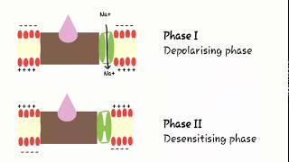 Mechanism of skeletal muscle relaxant OR Neuromuscular blocking agents [upl. by Gitt318]