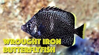 Wrought Iron Butterflyfish [upl. by Noslen323]