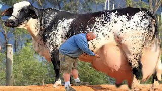 Girlando Cow amp HF Cow  Highest 👍 Milking Cows In The World [upl. by Berg]