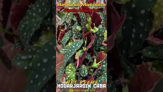 Begonia Maculata M13 [upl. by Sucam]