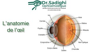 Lanatomie de loeil • Les bases à connaître [upl. by Onitnas]