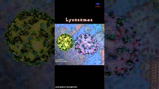 Lysosome Function short intro  cytology [upl. by Enirolf]