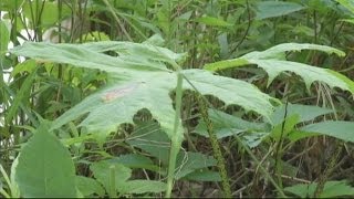 Dangers of Hogweed grow throughout WNY [upl. by Suivatnod]