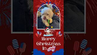 Merry Christmas in July christmas funnyanimals cute funnydogs doglife doglover [upl. by Nada569]