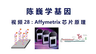 【陈巍学基因】视频28：Affymetrix芯片原理 [upl. by Llyrad775]