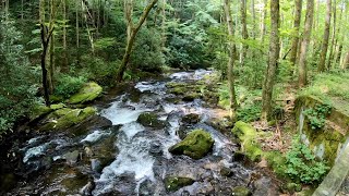 Hiking Noland Creek from Campsite 64 to 66  Great Smoky Mountains National Park [upl. by Alves794]