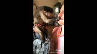 The Best of Monkey Tiktok  George Official [upl. by Litsyrk]