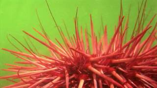 Sea Urchin Flipping  Sea Stars Creeping tube feet [upl. by Moulton320]