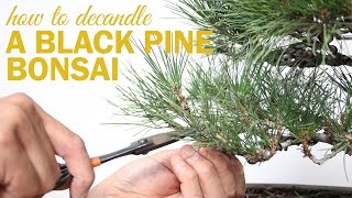 How to Prune and Decandle your Black Pine Bonsai [upl. by Seale993]