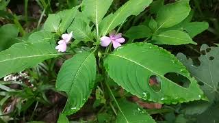 Violet Flower  Impatiens pulcherrima [upl. by Ntsyrk]