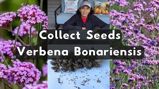 Verbena Bonariensis 🌱 How To Collect Harvest Store Save Seeds Purpletop Vervain [upl. by Glynda]