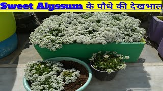 💐 grow amp care sweet alyssum flower plant💐 alyssum flower best winter flower care of alyssum [upl. by Chancellor]