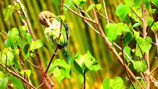 Whitecheeked barbet call 📞Psilopogon viridisGreen barbet call barbet bird sound [upl. by Keverne]