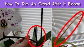 How To Prune Orchids After The Flowers Fall Off  Trim An Orchid After It Blooms [upl. by Brook607]