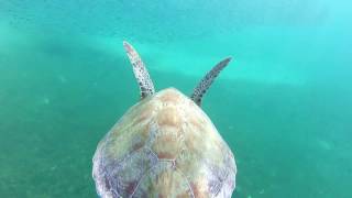 Caribbean sea snorkeling and watching turtles AMAZING [upl. by Clemmy]