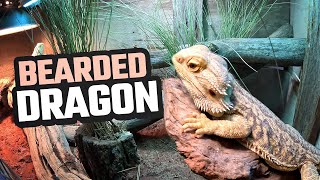 CREATING A NATURALISTIC BEARDED DRAGON ENCLOSURE  REPTILE ENCLOSURE BUILD [upl. by Nahgam]