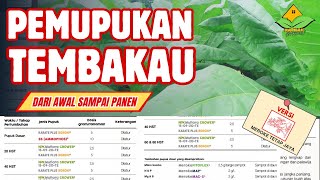 Tabel Pemupukan Tembakau Dari Awal Sampai Panen Versi Meroke Tetap Jaya  Mutiara  Pupuk Tembakau [upl. by Anilrats1]