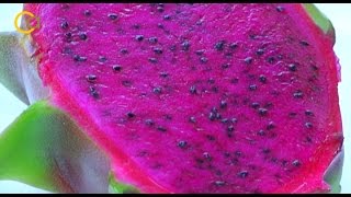 La pitaya un cultivo innovador en hidroponía [upl. by Dhu257]