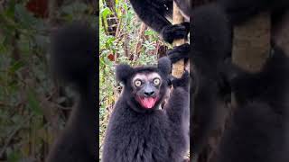 Black lemur screaming 🙉 [upl. by Anilec574]