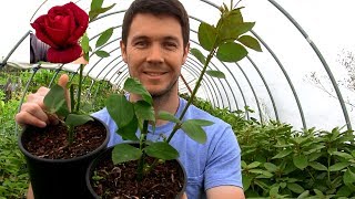 How to Grow Roses From Cuttings Fast and Easy Part 2  Overwintering Tips [upl. by Fachan552]