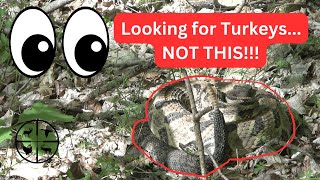 TN Turkey Hunt  BIG RATTLESNAKE [upl. by Nohtanoj]