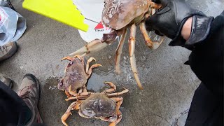 DUNGENESS CRAB SNARING COMMUNITY  Pacifica Pier [upl. by Aiynat]