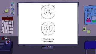 Mitosis and Meiosis animation [upl. by Arahsal]