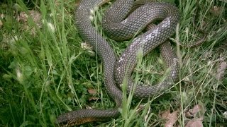 Caspian Whipsnake  Dolichophis Caspius [upl. by Akenna]