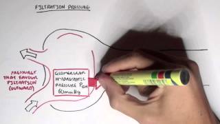 Nephrology  Glomerular Filtration [upl. by Jenelle708]