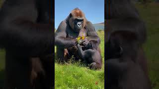 Giant Gorillas Gentle Playtime with Its Baby – A Heartwarming Moment in the Wild [upl. by Liddy]