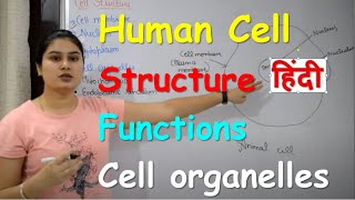 Human Cell in Hindi  The Fundamental Unit Of Life  Organelles  Structure Functions in Hindi [upl. by Denna]