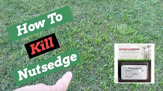 Nutsedge Killer  SedgeHammer  Herbicide Weed Control [upl. by Mariejeanne869]