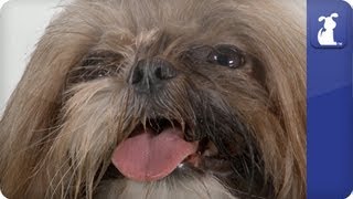 How To Say Shih Tzu [upl. by Celina236]