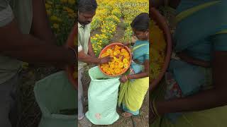 గైల్లార్డియా సాగు agriculture gaillardia flowers farming shorts shotsvideo youtubeshorts [upl. by Kirby]